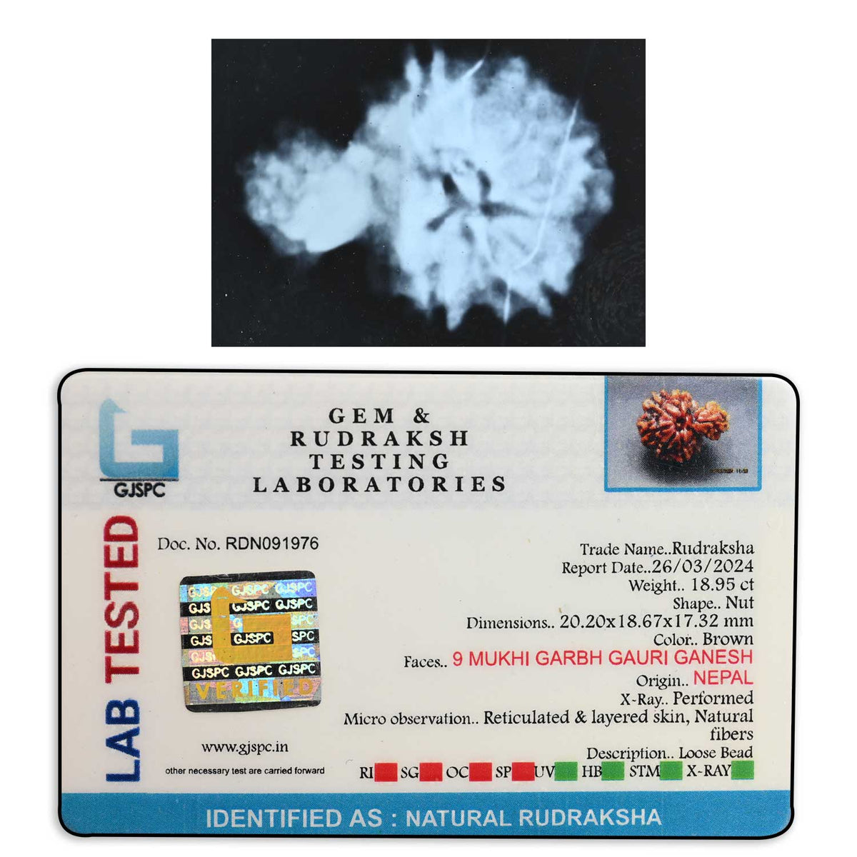 9 Mukhi Garbh Gauri Rudraksha (Nepal) 20.2 M.M.