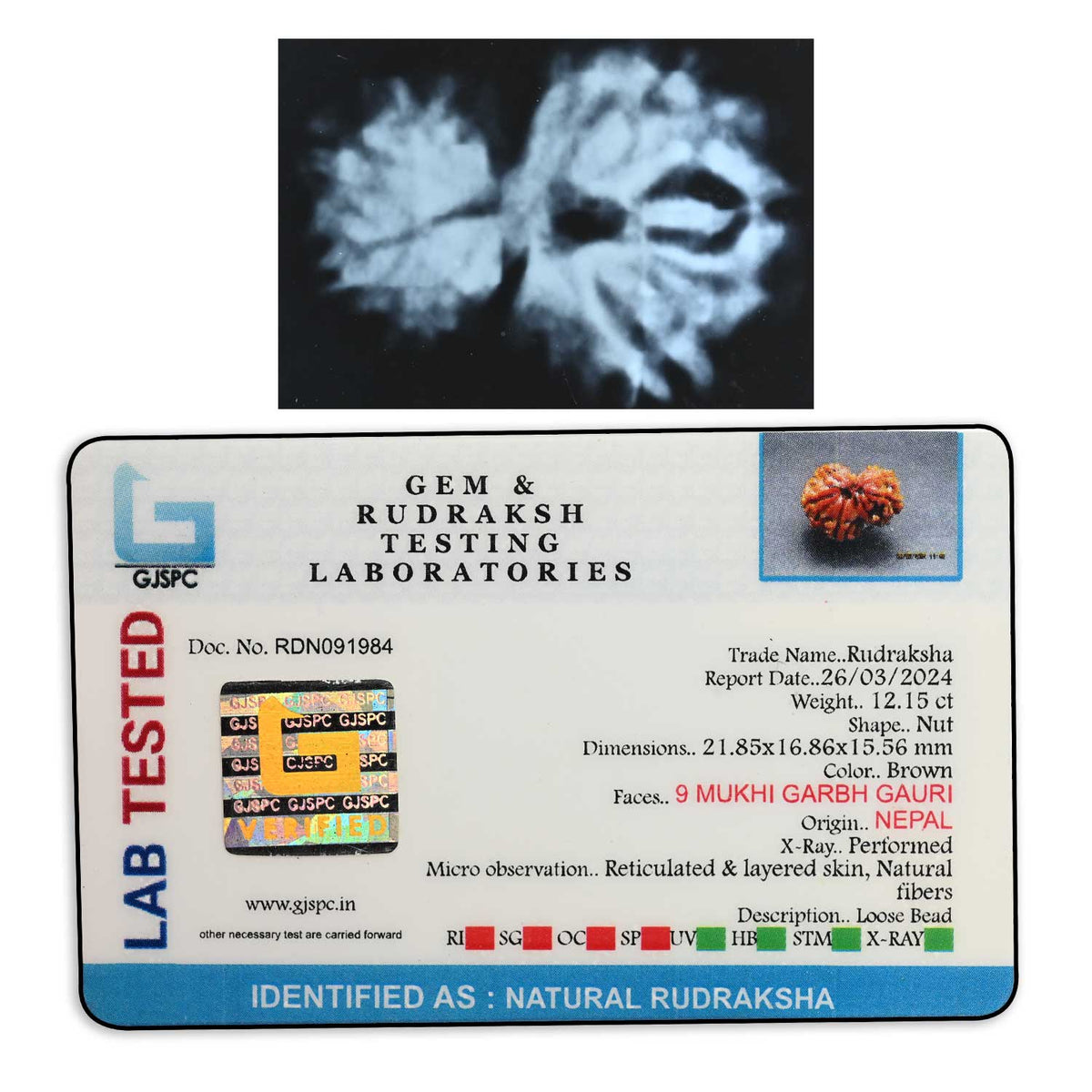 9 Mukhi Garbh Gauri Rudraksha (Nepal) 21.85 M.M.