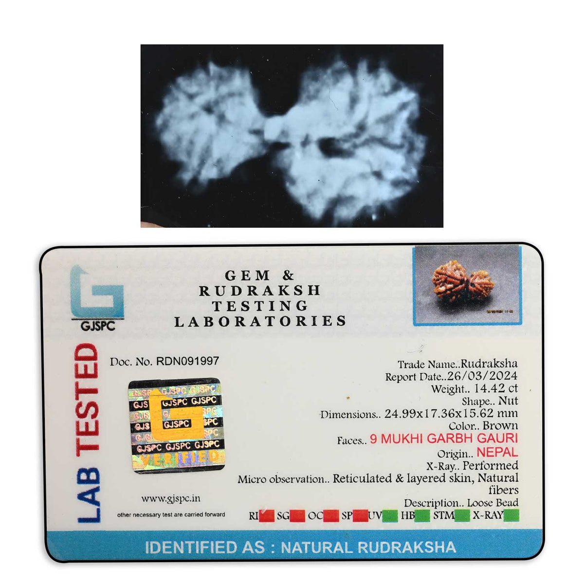 9 Mukhi Garbh Gauri Rudraksha (Nepal) 24.99 M.M.