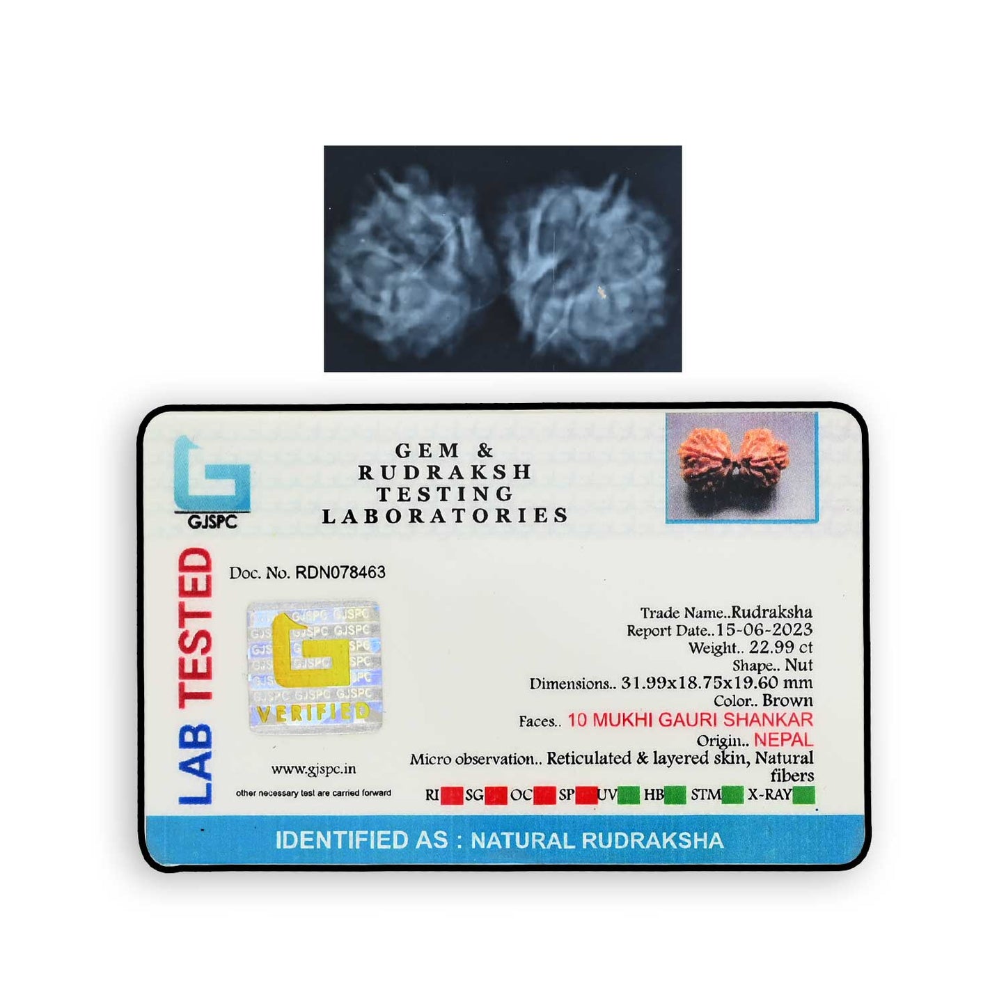 Natural 10 Mukhi (Ten Mukhi) Gauri Shankar Rudraksha (Nepal) GJSPC Certified 31.99 M.M.
