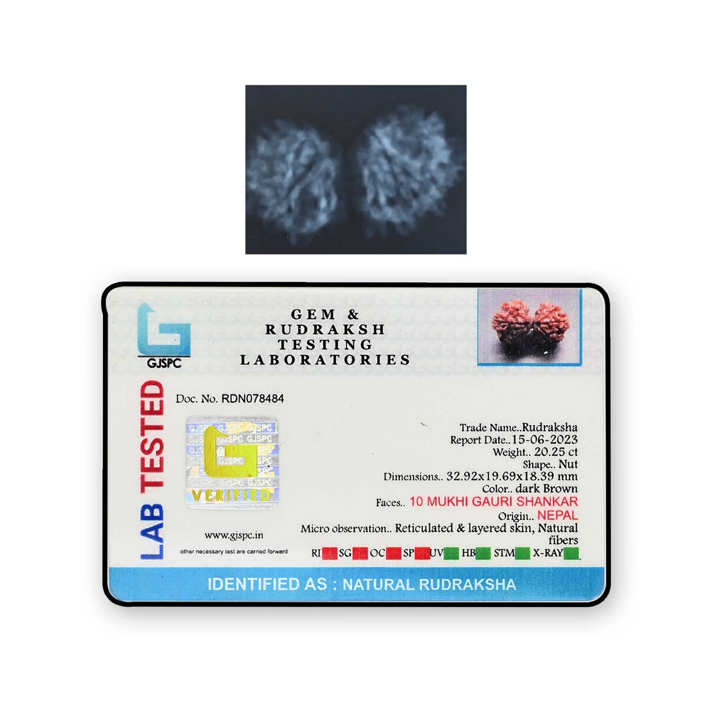 Natural 10 Mukhi (Ten Mukhi) Gauri Shankar Rudraksha (Nepal) GJSPC Certified 32.92 M.M.