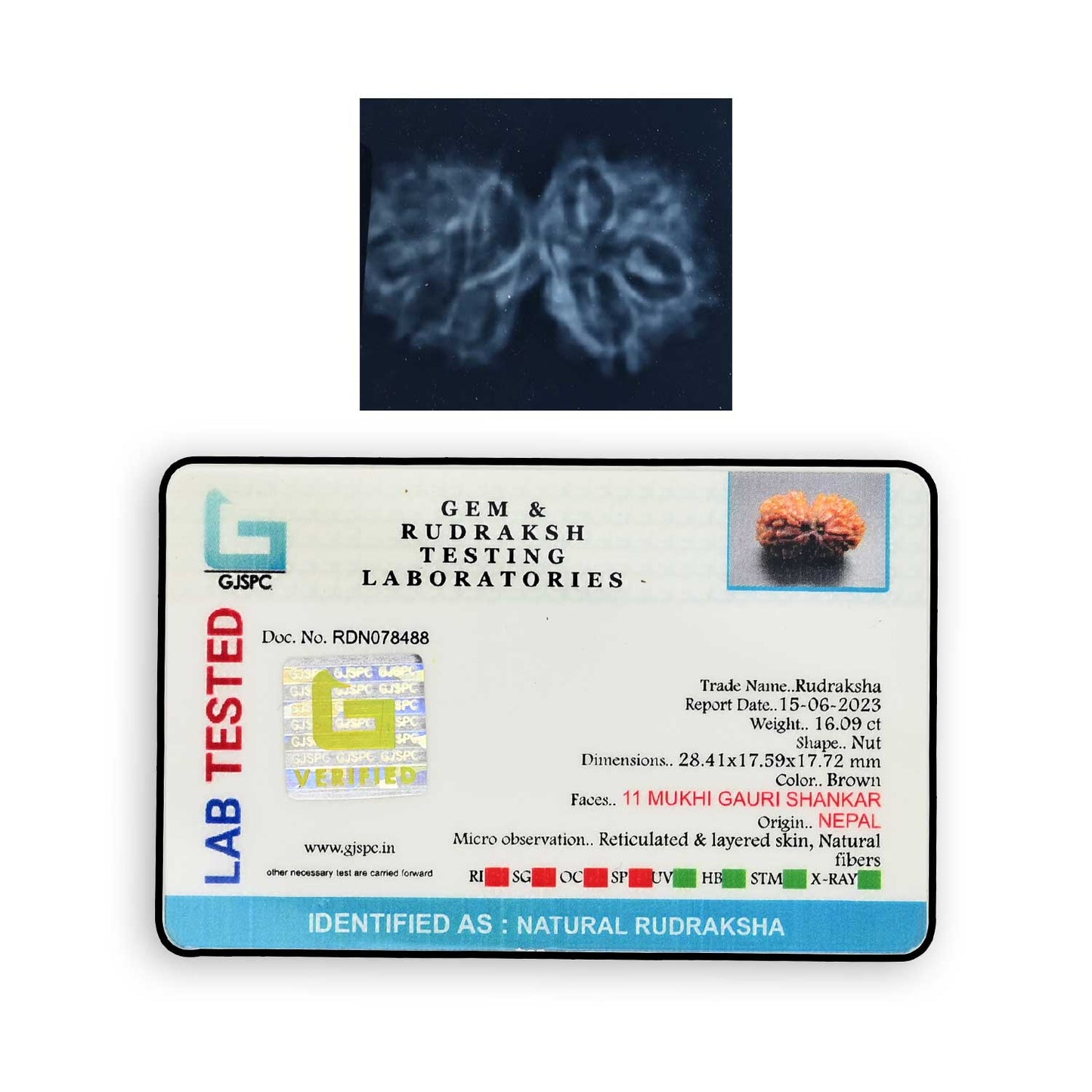 Natural 11 Mukhi (Elevan Mukhi) Gauri Shankar Rudraksha (Nepal) GJSPC Certified 28.41 M.M.