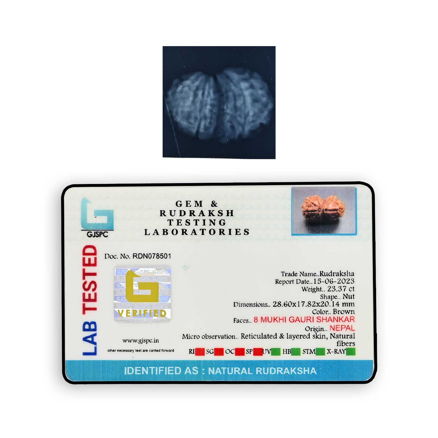 Natural 8 Mukhi (Eight Mukhi) Gauri Shankar Rudraksha (Nepal) GJSPC Certified 28.6 M.M.