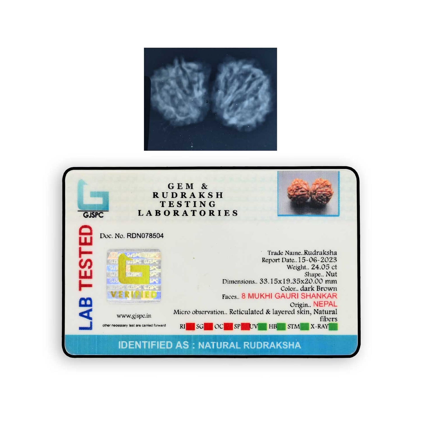 Natural 8 Mukhi (Eight Mukhi) Gauri Shankar Rudraksha (Nepal) GJSPC Certified 33.15 M.M.