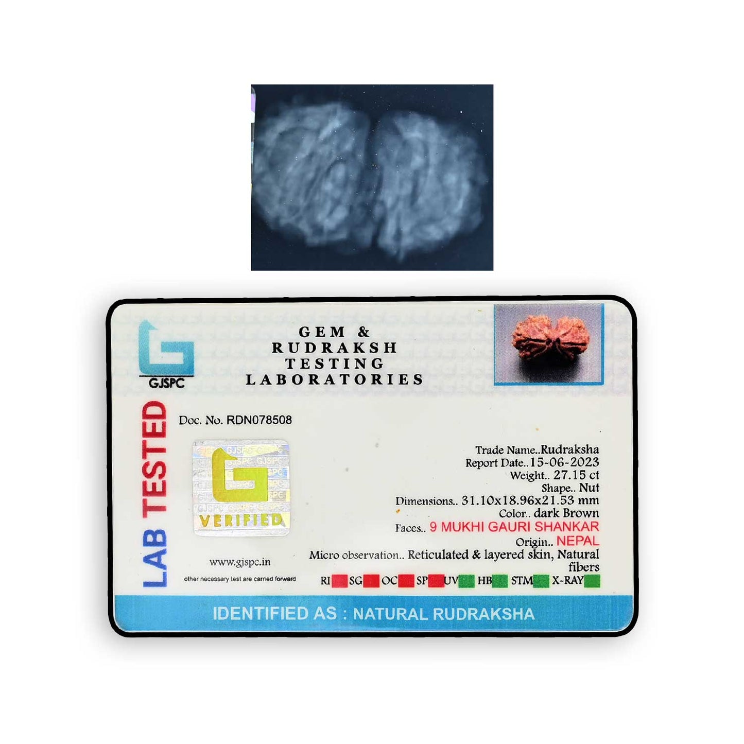 Natural 9 Mukhi (Nine Mukhi) Gauri Shankar Rudraksha (Nepal) GJSPC Certified 31.1 M.M.
