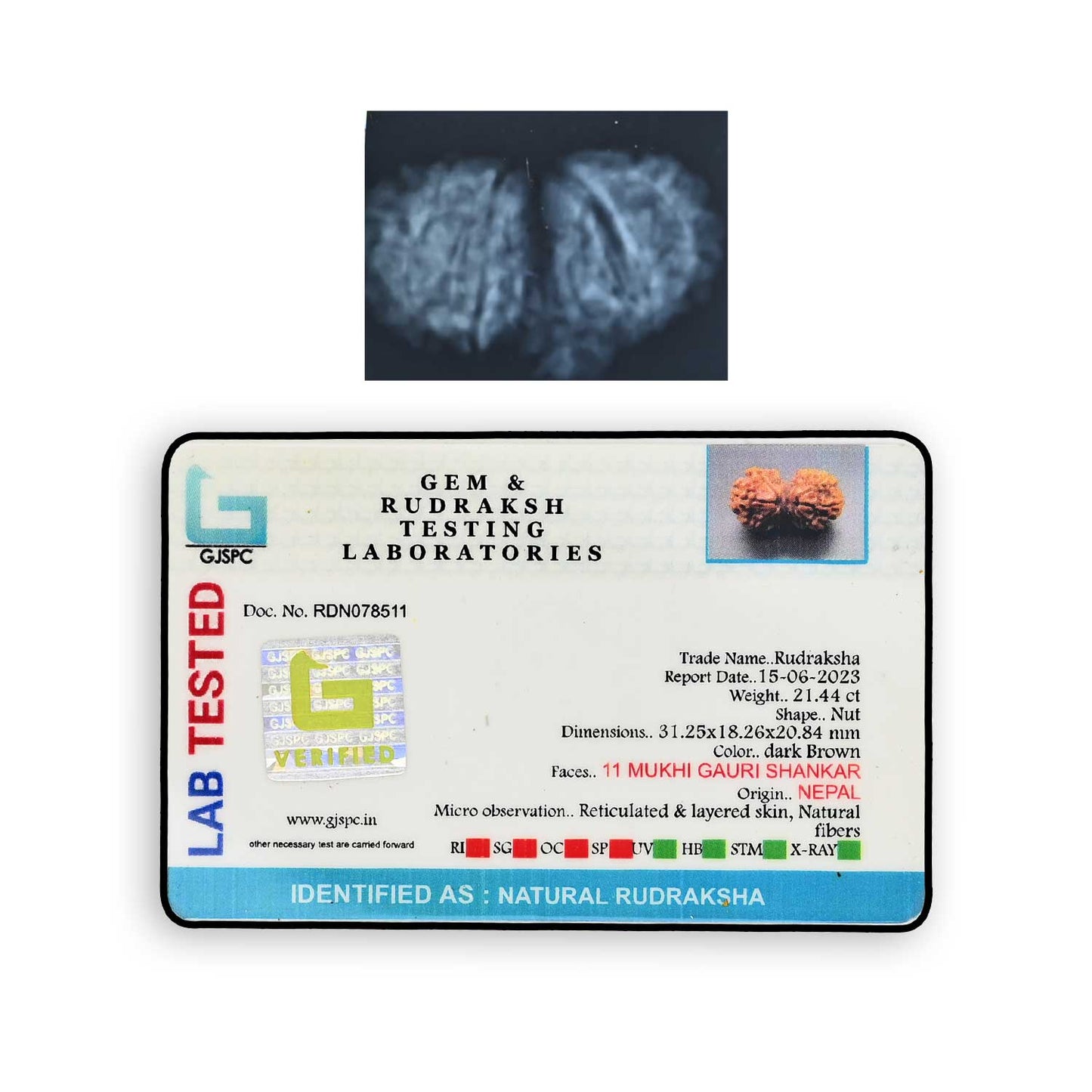 Natural 11 Mukhi (Elevan Mukhi) Gauri Shankar Rudraksha (Nepal) GJSPC Certified 31.25 M.M.