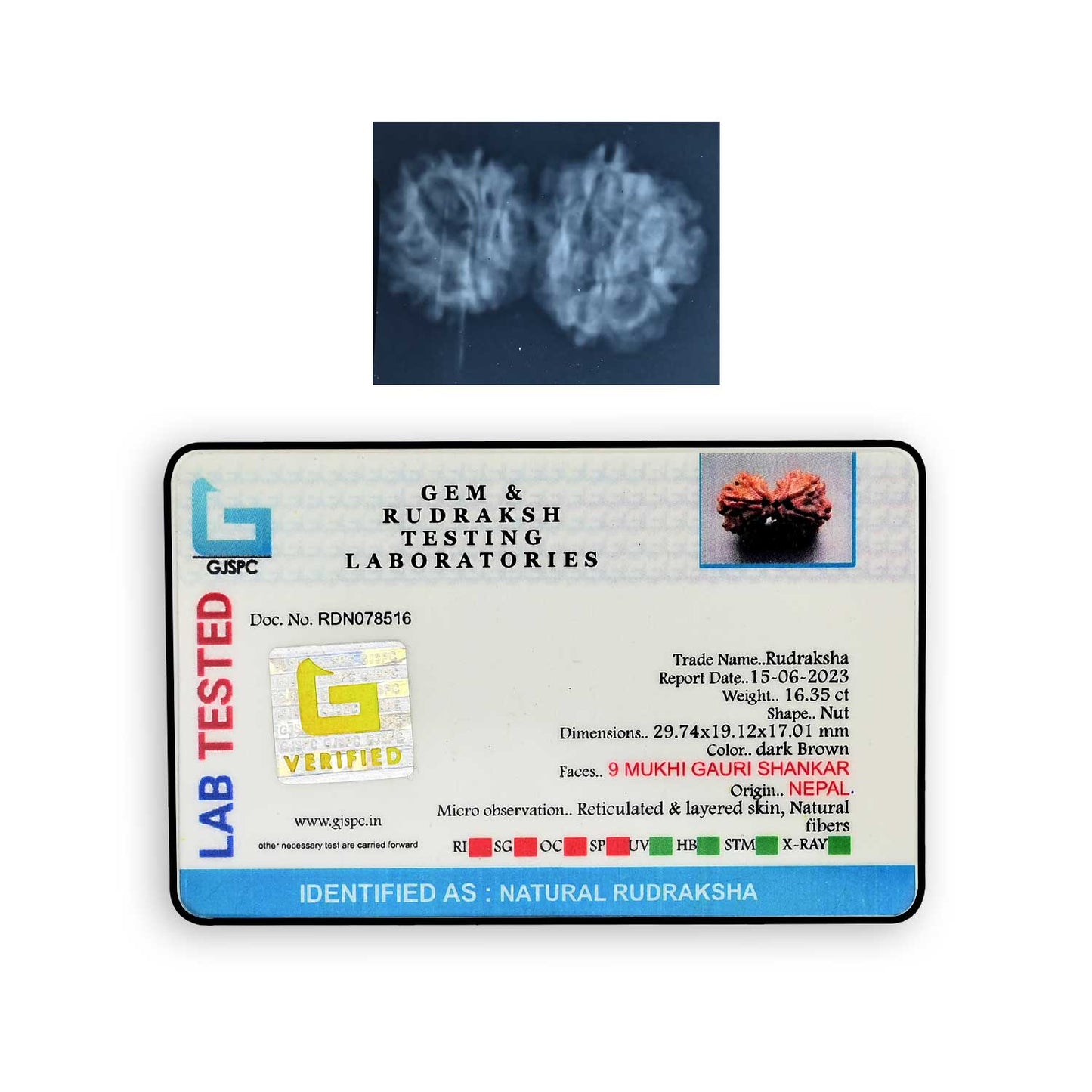 Natural 9 Mukhi (Nine Mukhi) Gauri Shankar Rudraksha (Nepal) GJSPC Certified 29.74 M.M.