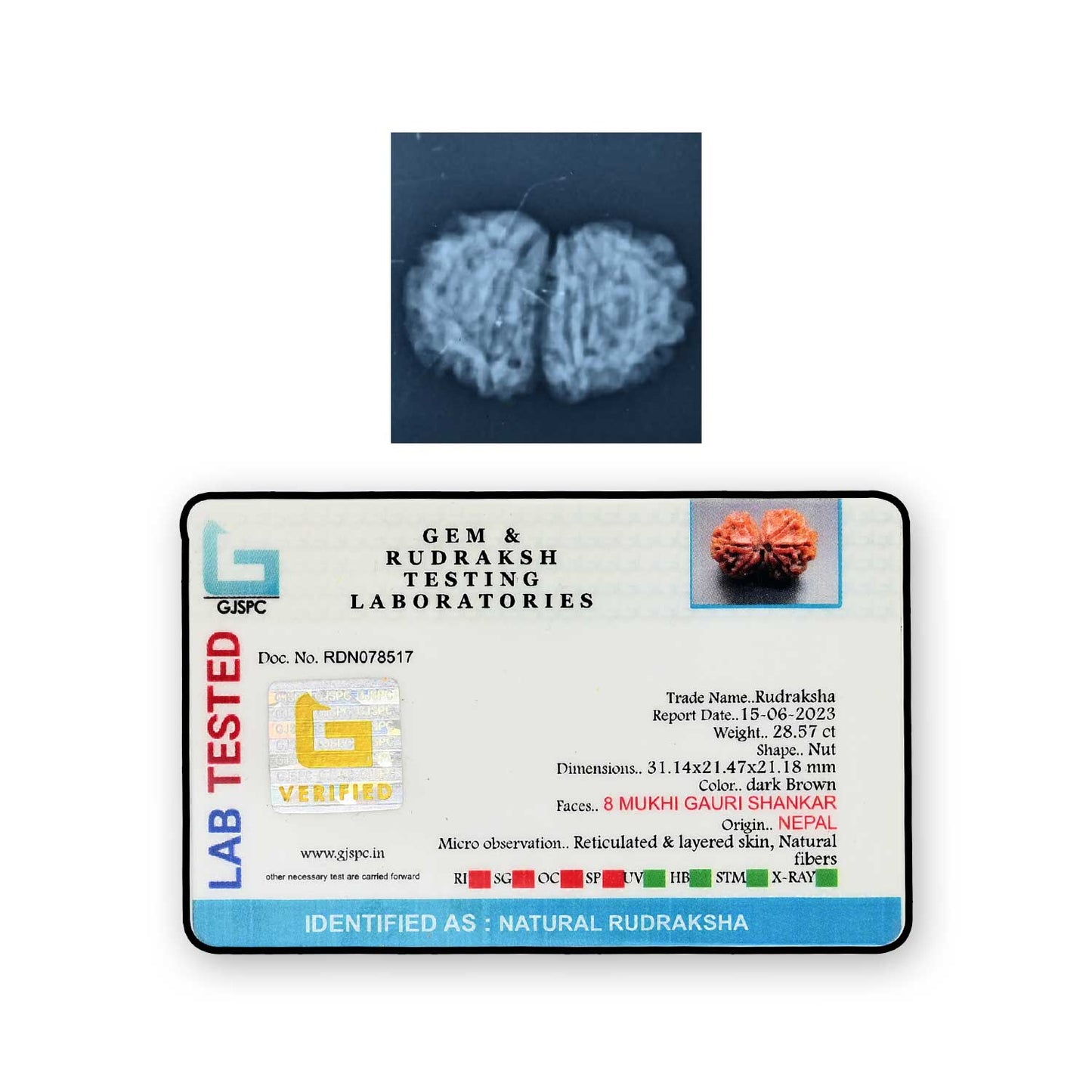 Natural 8 Mukhi (Eight Mukhi) Gauri Shankar Rudraksha (Nepal) GJSPC Certified 31.14 M.M.