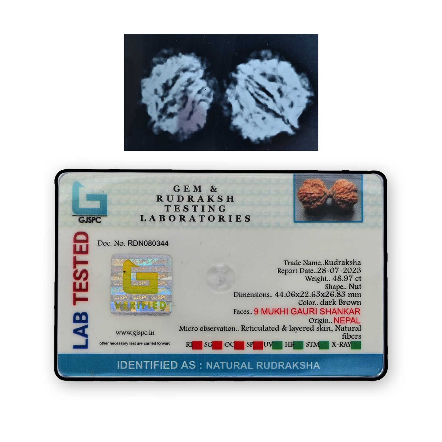Natural 9 Mukhi (Nine Mukhi) Gauri Shankar Rudraksha (Nepal) GJSPC Certified 44.06 M.M.
