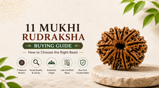 11 Mukhi Rudraksha Buying Guide