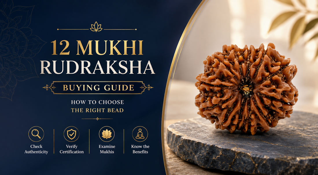 12 Mukhi Rudraksha Buying Guide