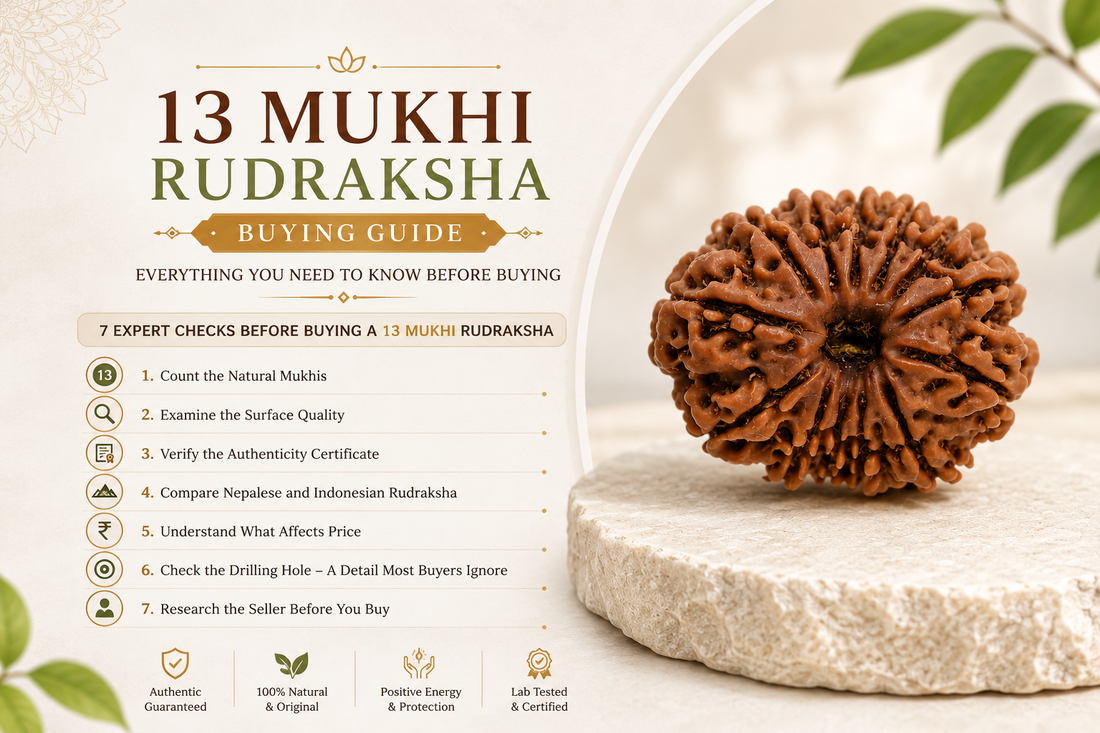 13 Mukhi Rudraksha Buying Guide