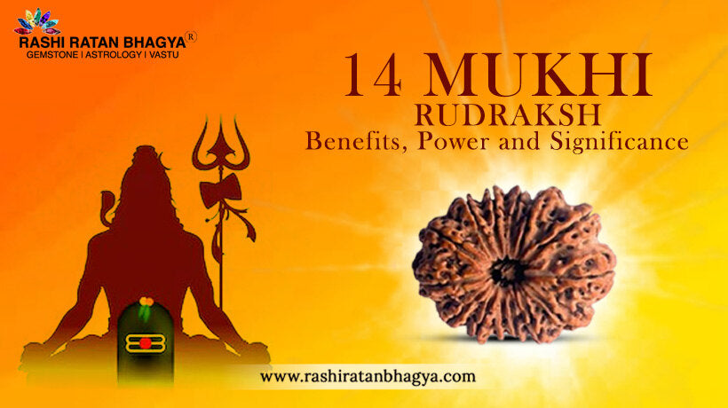 14 Mukhi Rudraksha Benefits and Significance