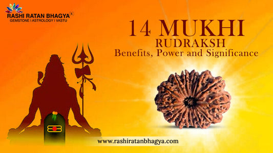 14 Mukhi Rudraksha Benefits and Significance