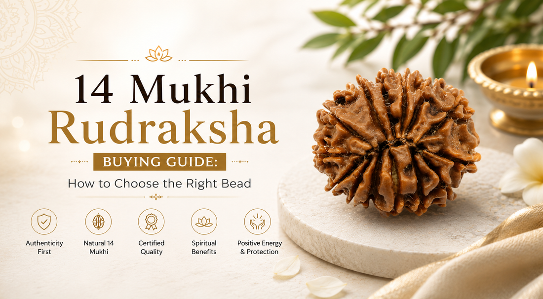 14 Mukhi Rudraksha Buying Guide