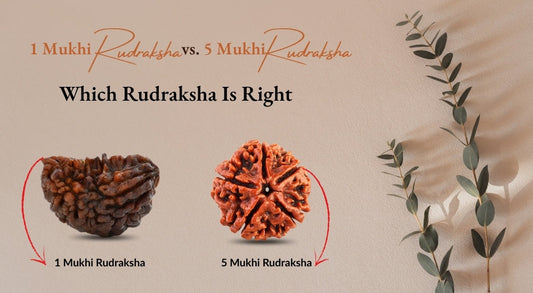 1 Mukhi Rudraksha vs. 5 Mukhi Rudraksha