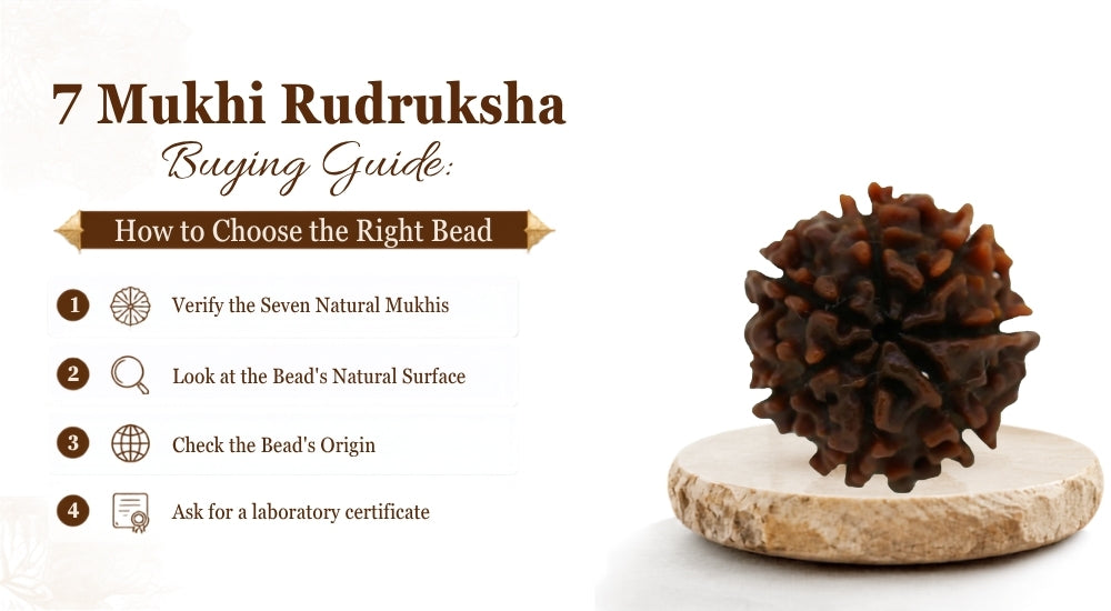 7 Mukhi Rudraksha Buying Guide