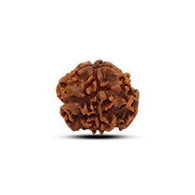 1 Mukhi Rudraksha