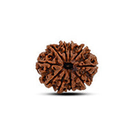 10 Mukhi Rudraksha