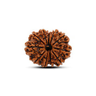 11 Mukhi Rudraksha