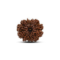 12 Mukhi Rudraksha