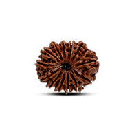 13 Mukhi Rudraksha