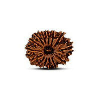 14 Mukhi Rudraksha
