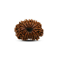 15 Mukhi Rudraksha