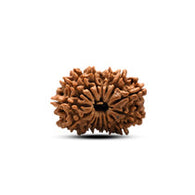 16 Mukhi Rudraksha