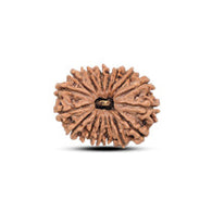 17 Mukhi Rudraksha