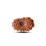 19 Mukhi Rudraksha