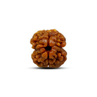 2 Mukhi Rudraksha