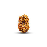 20 Mukhi Rudraksha