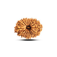 21 Mukhi Rudraksha