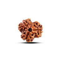 3 Mukhi Rudraksha