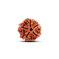 5 Mukhi Rudraksha