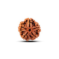 6 Mukhi Rudraksha