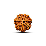 7 Mukhi Rudraksha