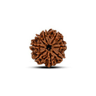8 Mukhi Rudraksha