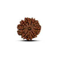9 Mukhi Rudraksha