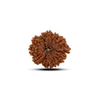Ganesh Rudraksha