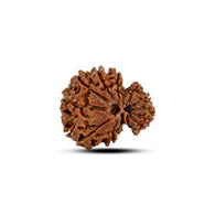 Garbh Gauri Rudraksha