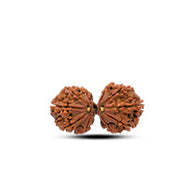 Gauri Shankar Rudraksha