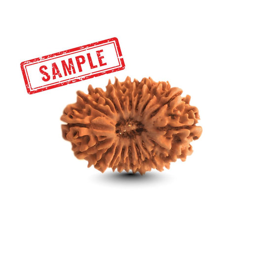 18 Mukhi Rudraksha