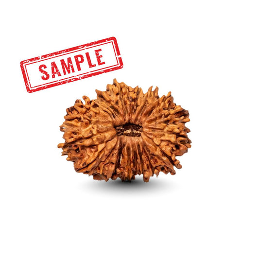 21 Mukhi Rudraksha