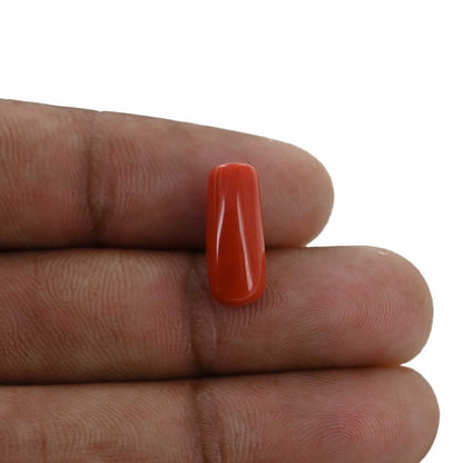 Red Coral (Moonga) - 5.24 Carat