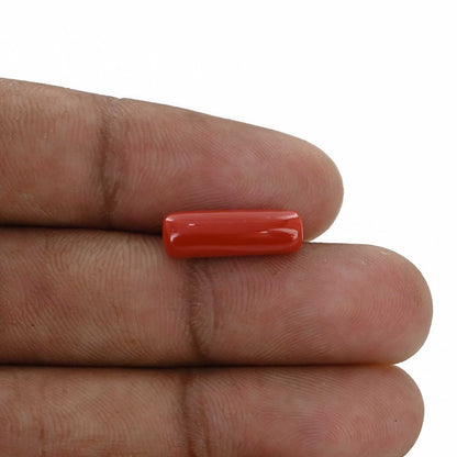 Red Coral (Moonga) - 4.73 Carat