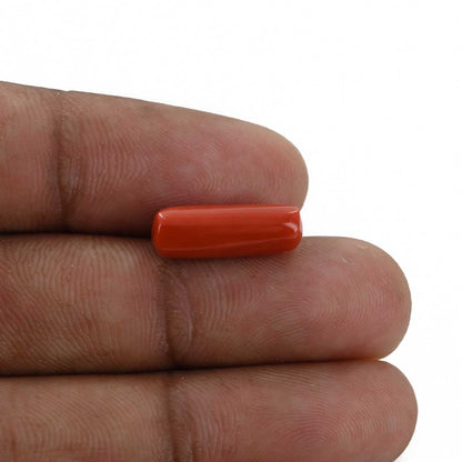 Red Coral (Moonga) - 5.03 Carat