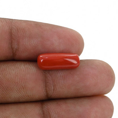 Red Coral (Moonga) - 5.47 Carat