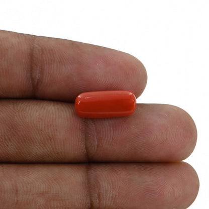 Red Coral (Moonga) - 4.97 Carat